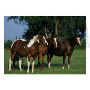 Gruppen Paint Horses ständiga Hälsningskort