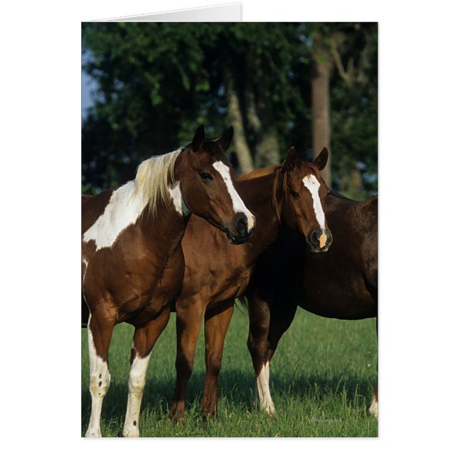 Gruppen Paint Horses ständiga Hälsningskort (Framsidan)