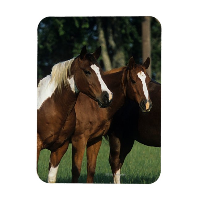 Gruppen Paint Horses ständiga Magnet (Vertikal)