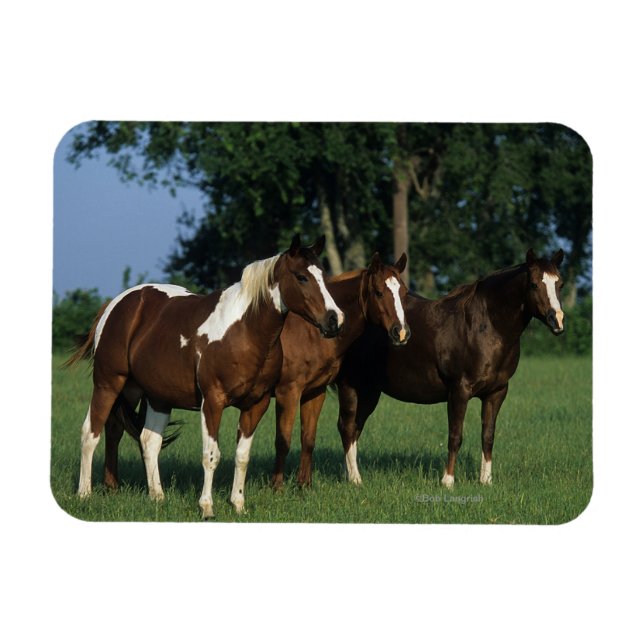 Gruppen Paint Horses ständiga Magnet (Horisontell)