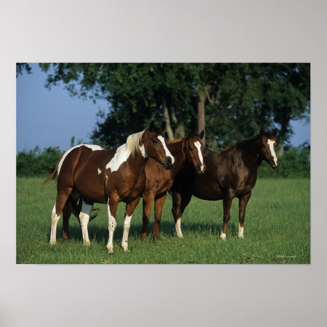 Gruppen Paint Horses ständiga Poster (Framsidan)