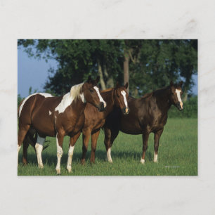 Gruppen Paint Horses ständiga Vykort