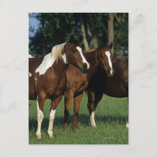 Gruppen Paint Horses ständiga Vykort