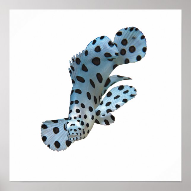 Grupperare - Abstrakt design - Klipp ut ur ett fot Poster (Framsidan)