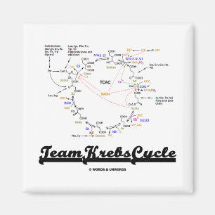 Gruppkretskurs (Citric Acid Cycle - TCAC) Magnet