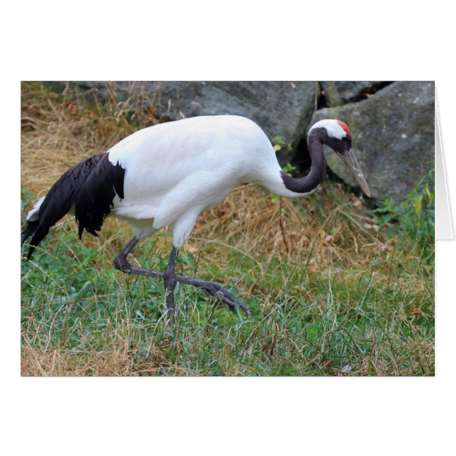 Grus japonensis hälsningskort (Framsidan Horizontal)