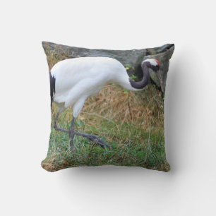 Grus japonensis kudde