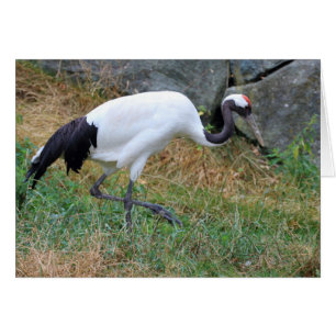 Grus japonensis OBS kort