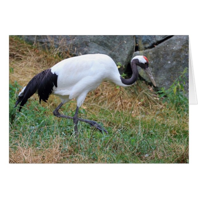 Grus japonensis OBS kort (Framsidan Horizontal)