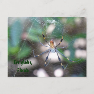 Grüße aus Florida Grußkarte Postkarte Vykort
