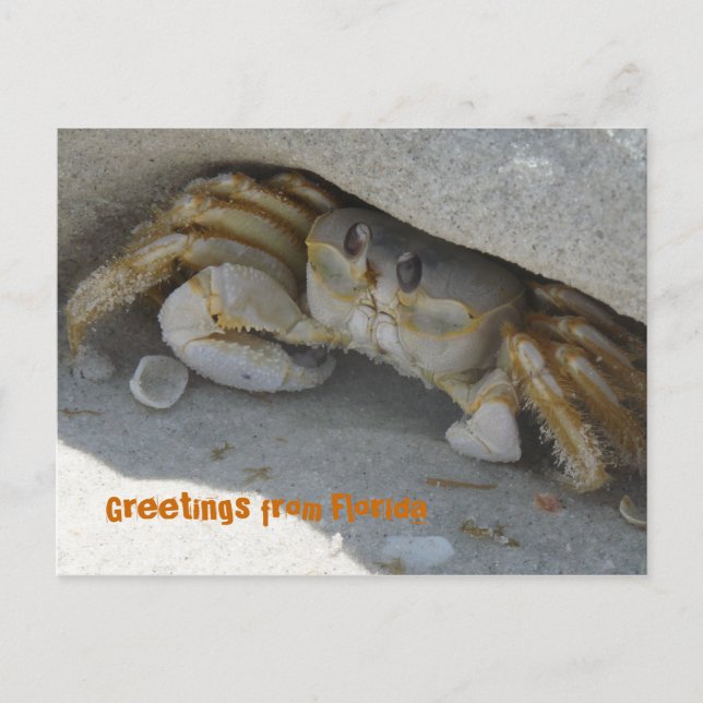 Grüße aus Florida Grußkarte Postkarte Vykort (Framsida)