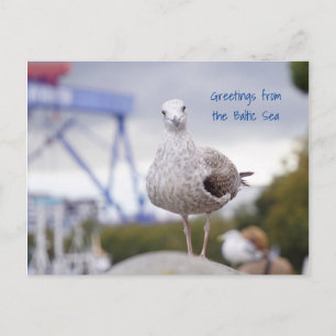 Grüße von der Ostsee - Möwe Vykort