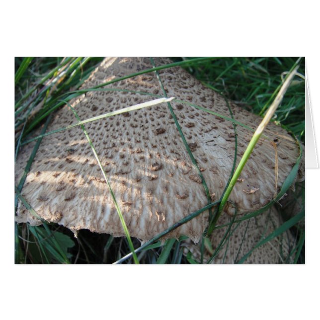 Grusskarte gemusterter Pilzhut, filo Hälsningskort (Framsidan Horizontal)