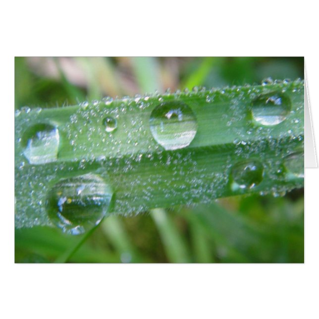 Grusskarte Grashalm mit Wassertropfen, blanko Hälsningskort (Framsidan Horizontal)