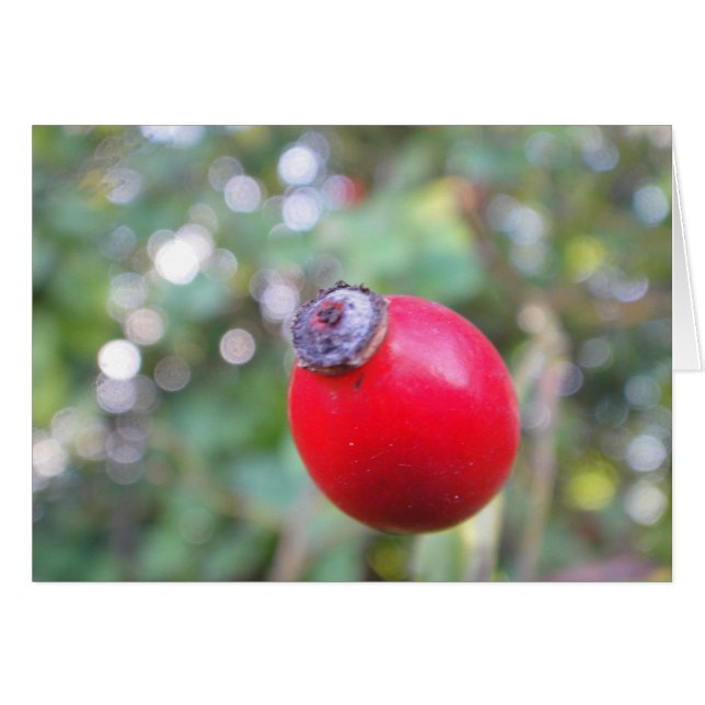 Grusskarte Hagebutte, blanko Hälsningskort (Framsidan Horizontal)