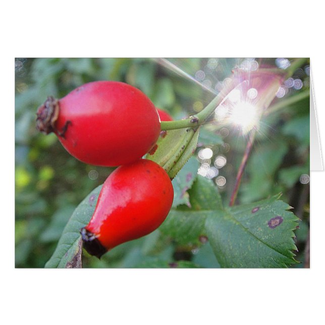 Grusskarte Hagebutte mit Sonnenstrahl, blanko Hälsningskort (Framsidan Horizontal)