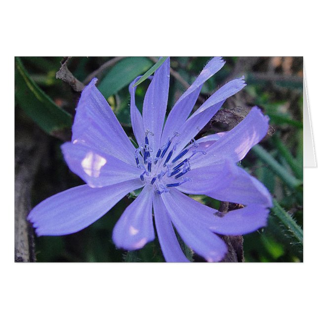 Grusskarte hübsche blaue Wildblume, blanko Hälsningskort (Framsidan Horizontal)