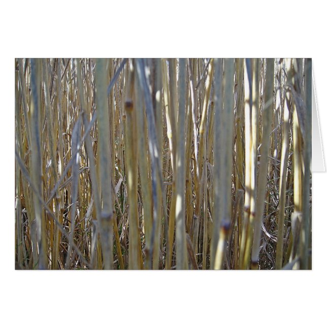 Grusskarte Kornstengel, filt, gestaltbar Hälsningskort (Framsidan Horizontal)