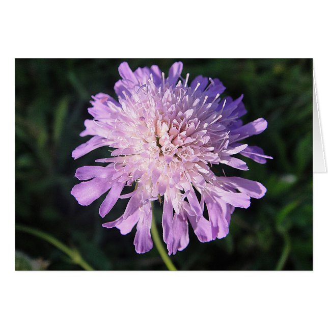 Grusskarte lila Scabiosa, blanko, gestaltbar Hälsningskort (Framsidan Horizontal)