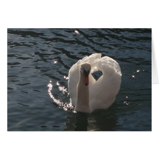 Grusskarte romantischer weisser Schwan Hälsningskort (Framsidan Horizontal)