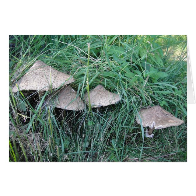 Grusskarte vier Pilzhüte, filt Hälsningskort (Framsidan Horizontal)