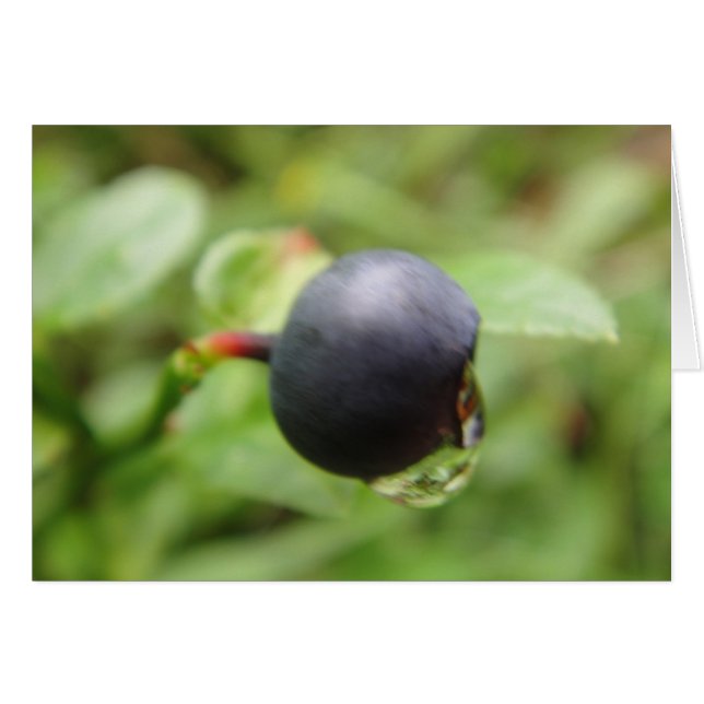 Grusskarte Waldheidelbeere mit Wassertropfen Hälsningskort (Framsidan Horizontal)