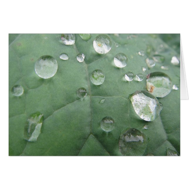 Grusskarte Wassertropfen auf graugrünem Blatt Hälsningskort (Framsidan Horizontal)