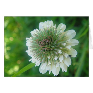 Grusskarte weisse Kleeblüte, filo Hälsningskort