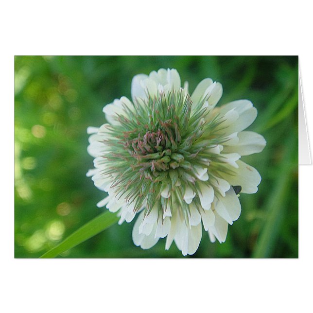 Grusskarte weisse Kleeblüte, filo Hälsningskort (Framsidan Horizontal)
