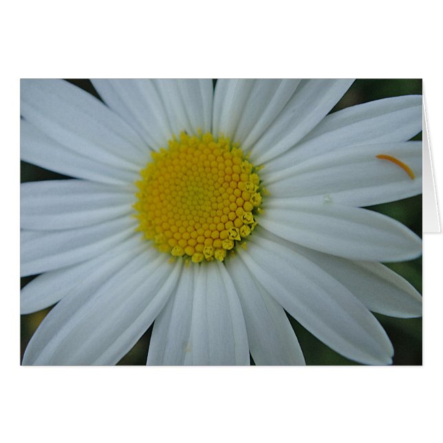 Grusskarte weisse Margerite, filt Hälsningskort (Framsidan Horizontal)
