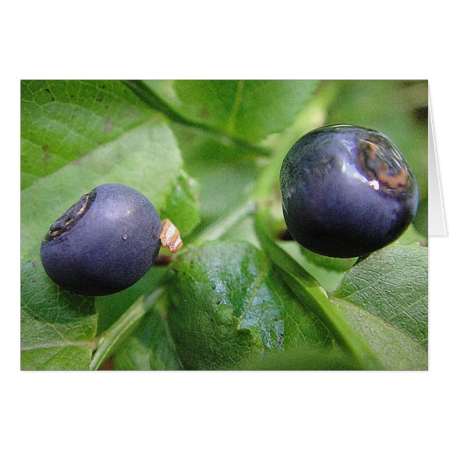 Grusskarte zwei Waldheidelbeeren, filo Hälsningskort (Framsidan Horizontal)