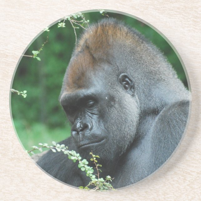 Grym gorilla underlägg sandsten (Framsidan)