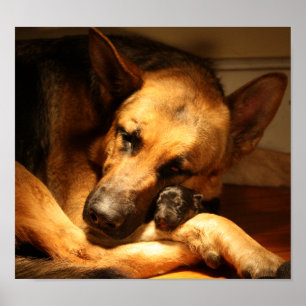 GSD KÄRLEK POSTER