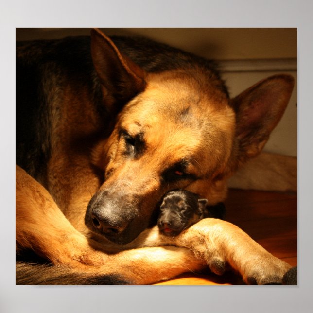 GSD KÄRLEK POSTER (Framsidan)