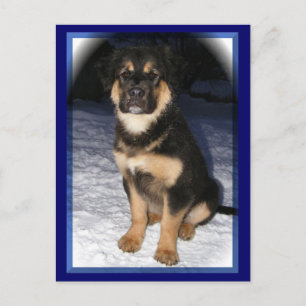 GSD Mix-vykort Vykort