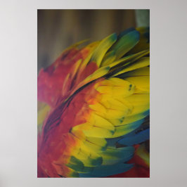 Guacamaya kärlek poster