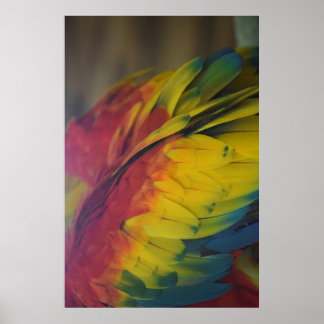 Guacamaya kärlek poster