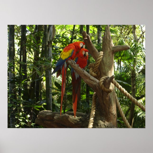 Guacamayo 7 färg / Scarlet Macaw Poster (Framsidan)