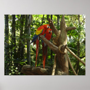 Guacamayo 7 färger/scharlakansröd Macaw Poster