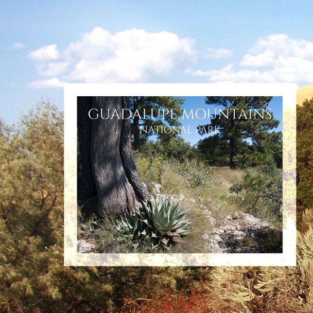 Guadalupe Mountains Ridge Agave, Gräs och Juniper Vykort (Skapare uppladdad)