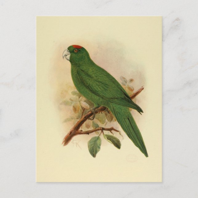 Guadeloupe Parakeet Utdödar 1908 Vykort (Framsida)