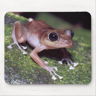 Guajon Musmatta