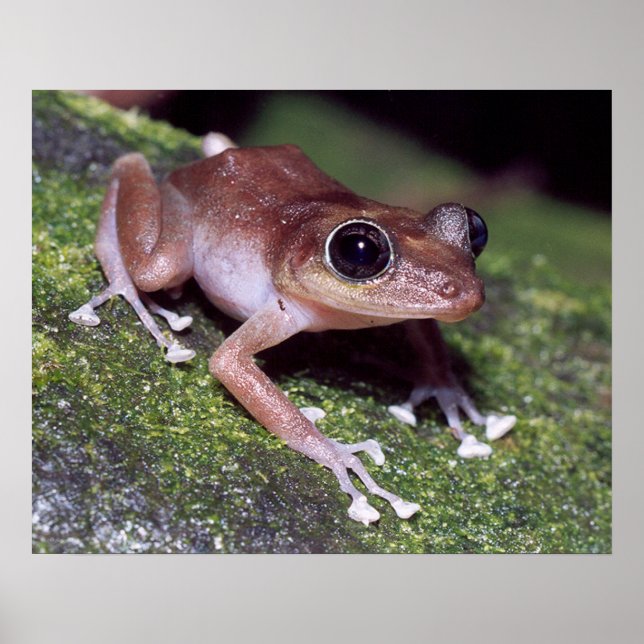 Guajon Poster (Framsidan)