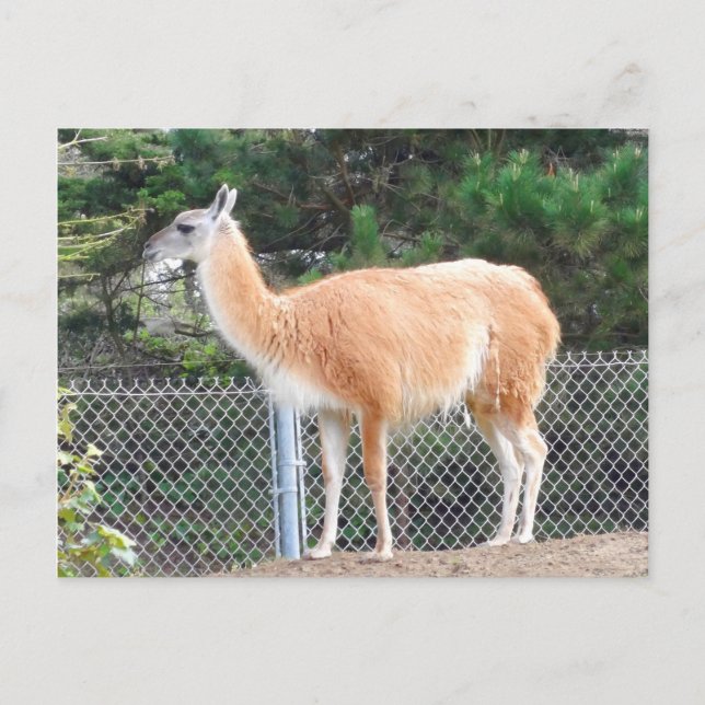 Guanaco #1-vykort vykort (Framsida)