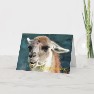 GUANACO KORT