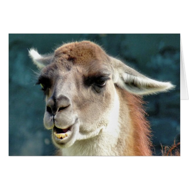 GUANACO-KORT HÄLSNINGSKORT (Framsidan Horizontal)