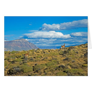 Guanaco Land, Patagonia Hälsningskort