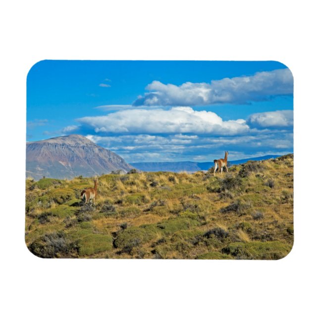 Guanaco Land, Patagonia Magnet (Horisontell)