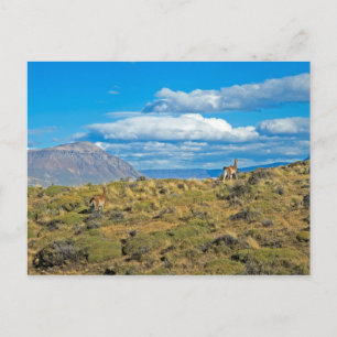 Guanaco Land, Patagonia Vykort