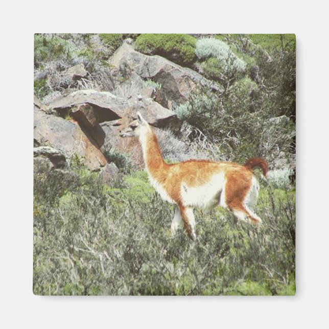 guanaco magnet (Framsidan)